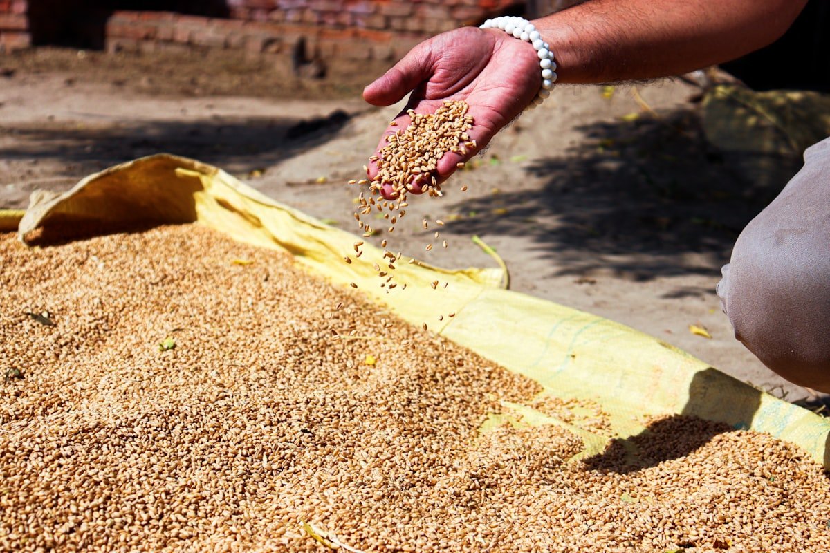 Hand sifting grain for quality inspection