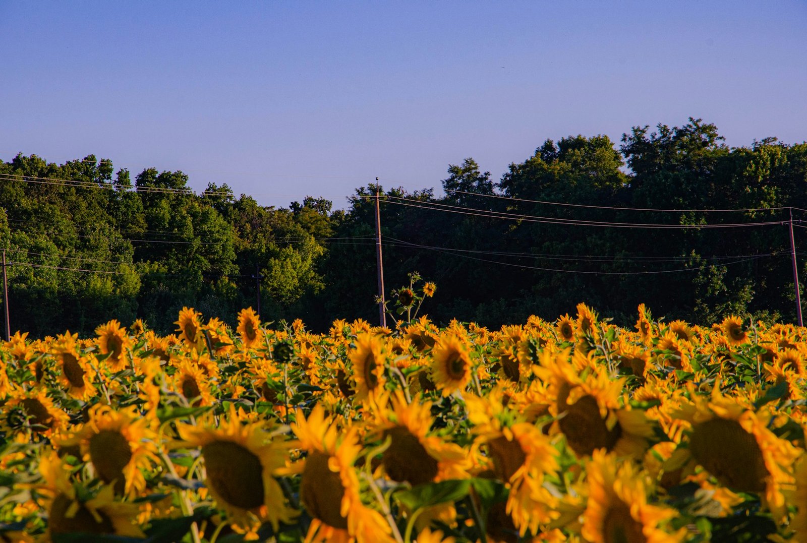 Sunflower field at sunset in Ukraine
